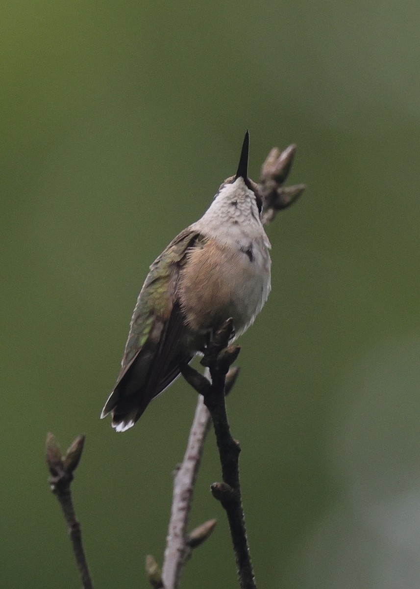 Ruby-throated Hummingbird - ML646907130