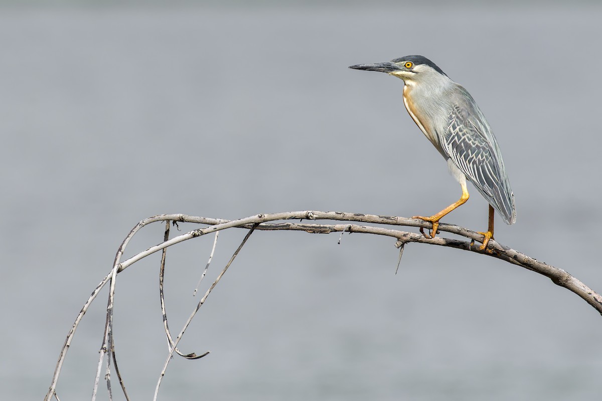 Striated Heron - ML646907132