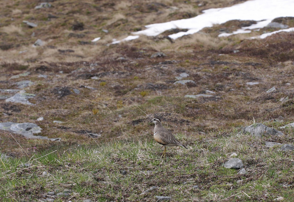 Eurasian Dotterel - ML646907133