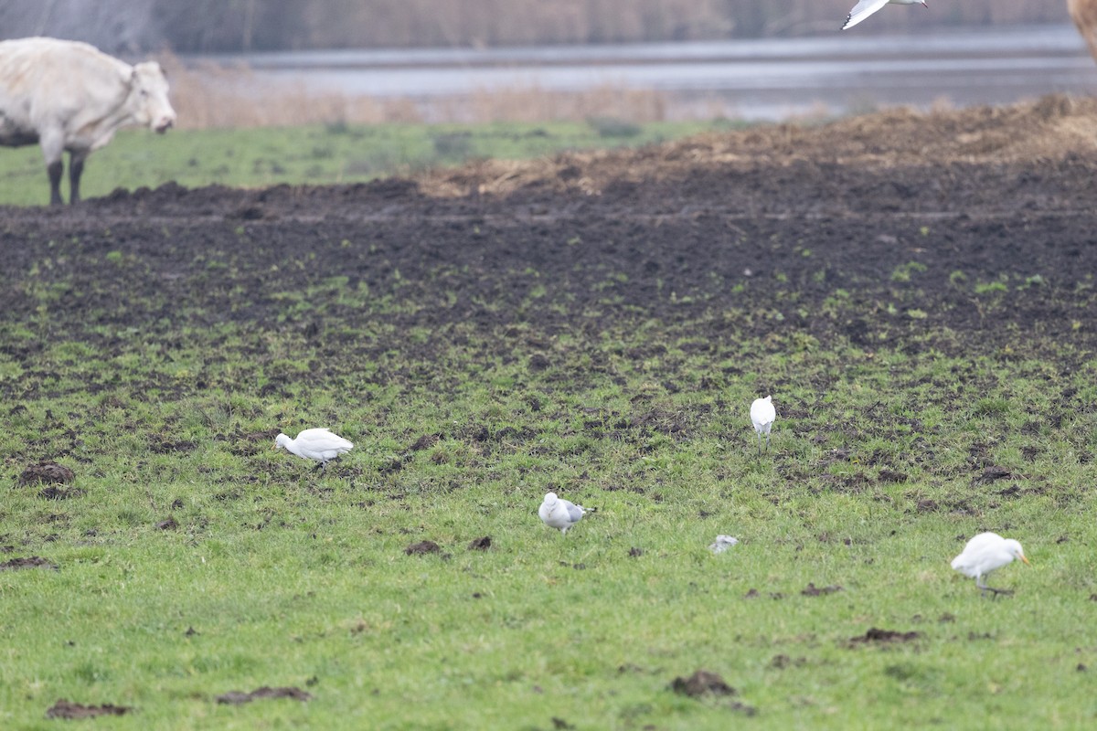 Koartzatxo itzaina - ML646907143