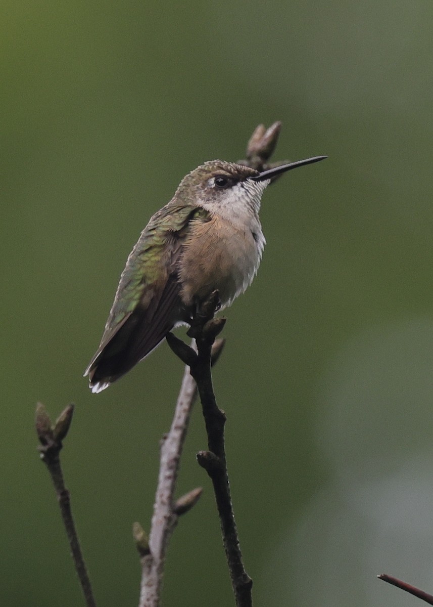 Ruby-throated Hummingbird - ML646907144