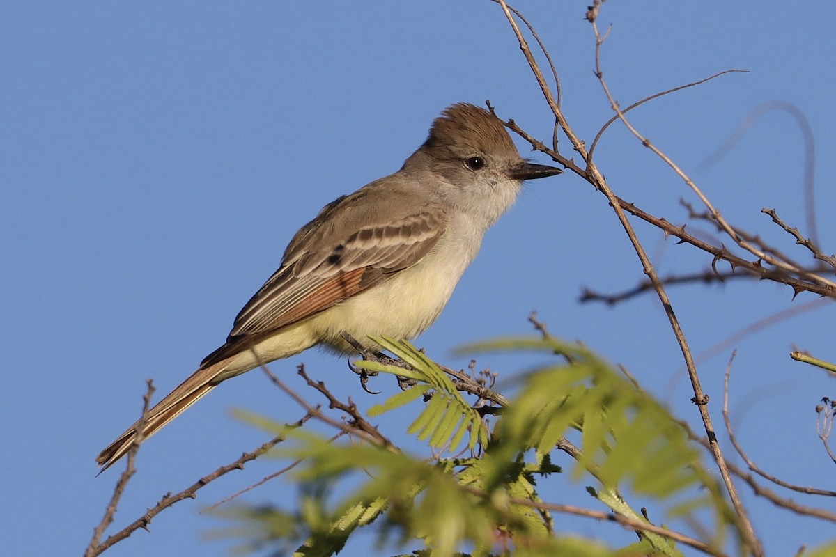 Ash-throated Flycatcher - ML646907147