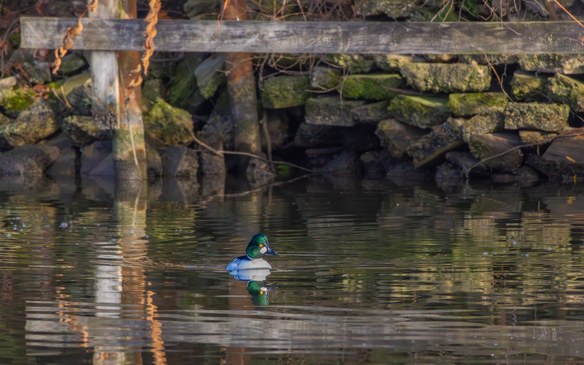 Common Goldeneye - ML646907148