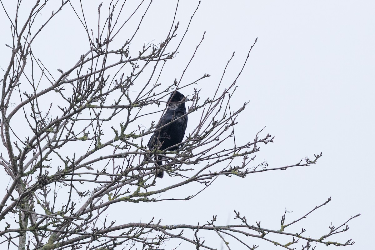Common Raven - ML646907149