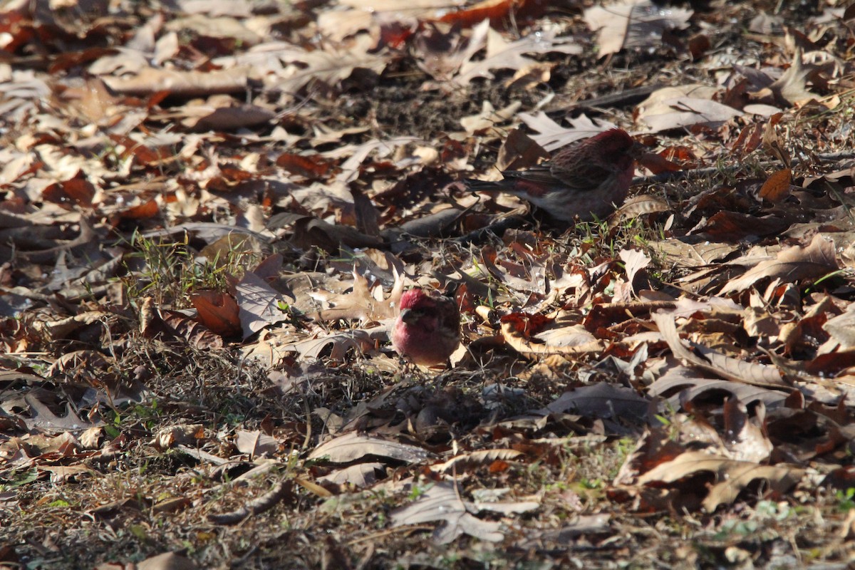 Purple Finch - ML646907153