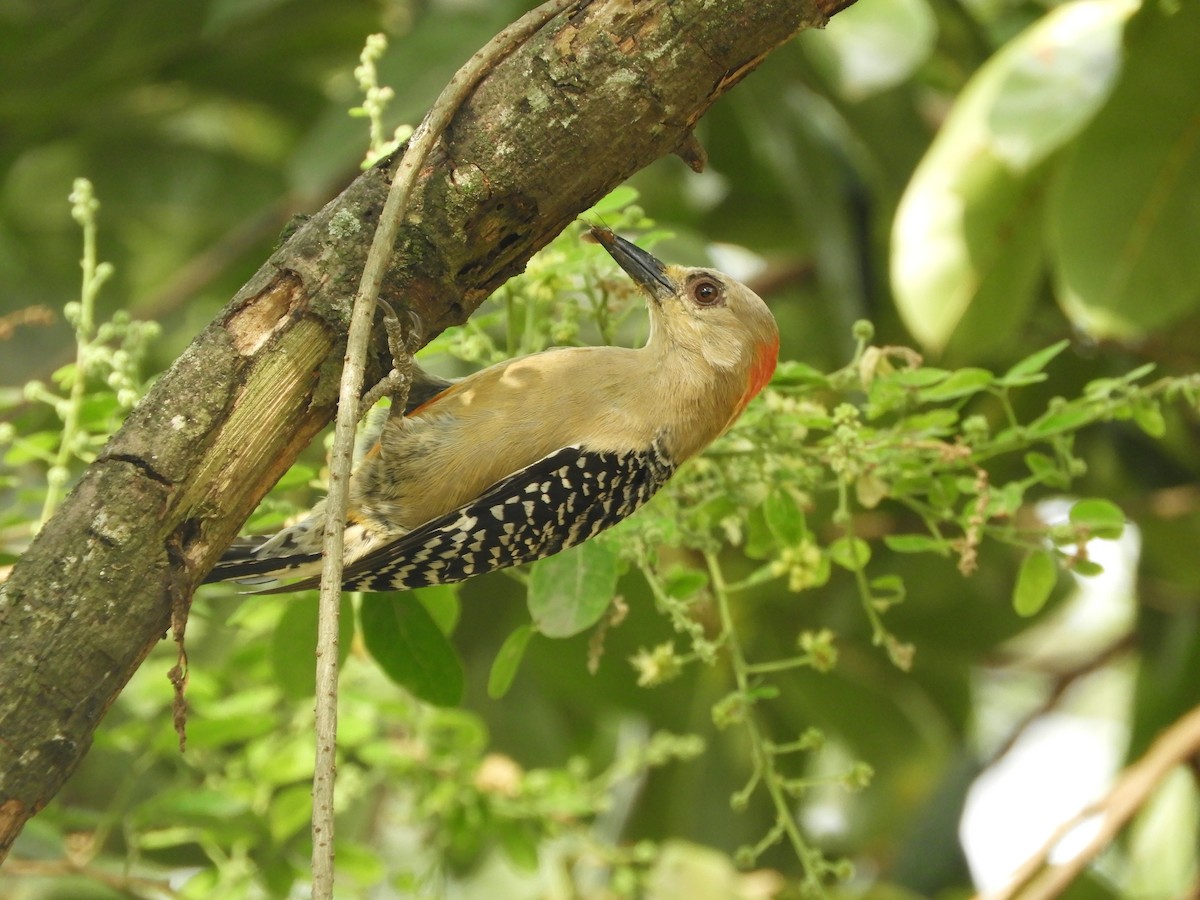 rødkronespett - ML646907154