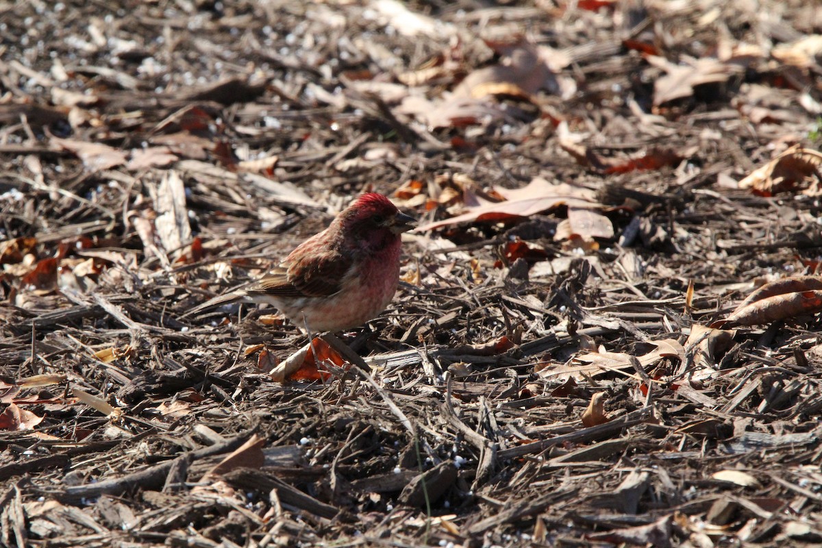 Purple Finch - ML646907156