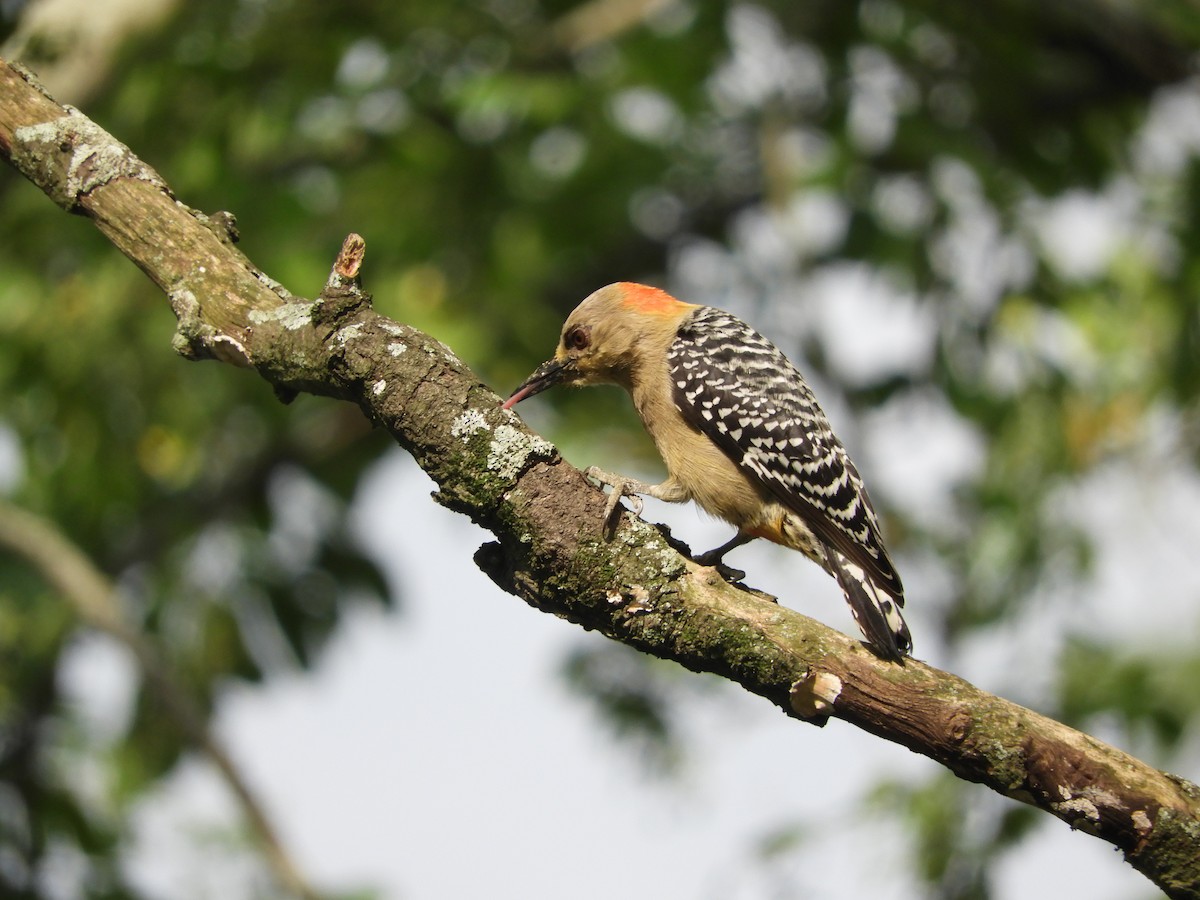 rødkronespett - ML646907158