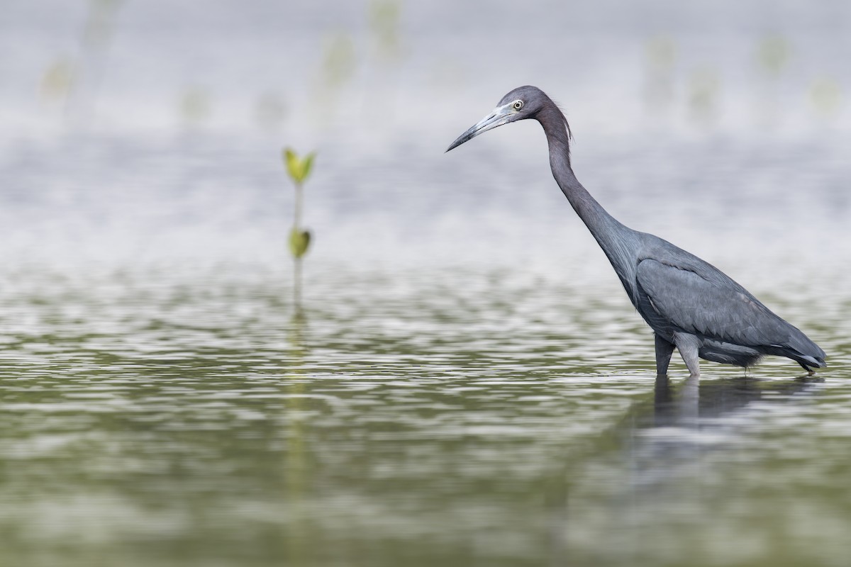 Little Blue Heron - ML646907167