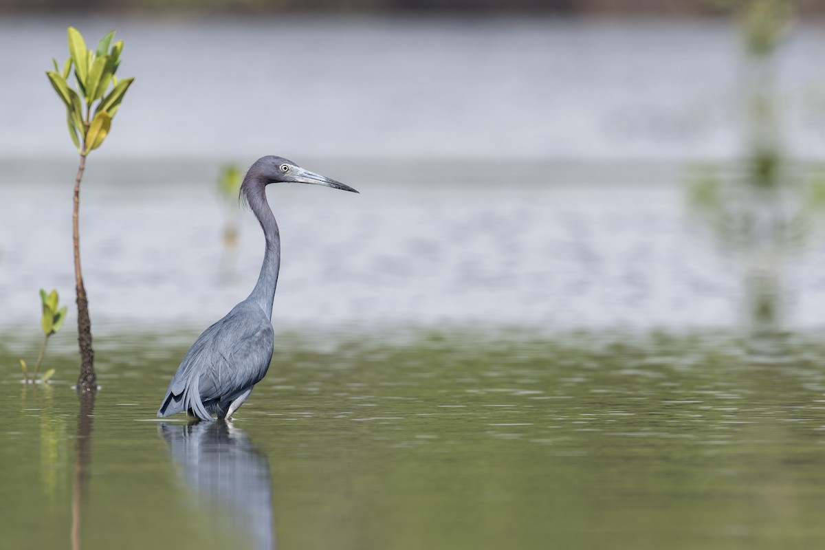 Little Blue Heron - ML646907168