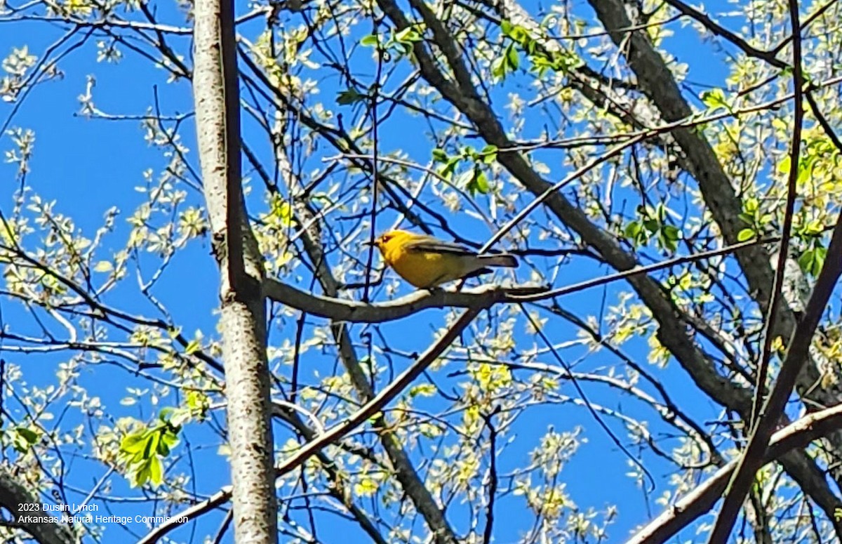 Prothonotary Warbler - ML646907180