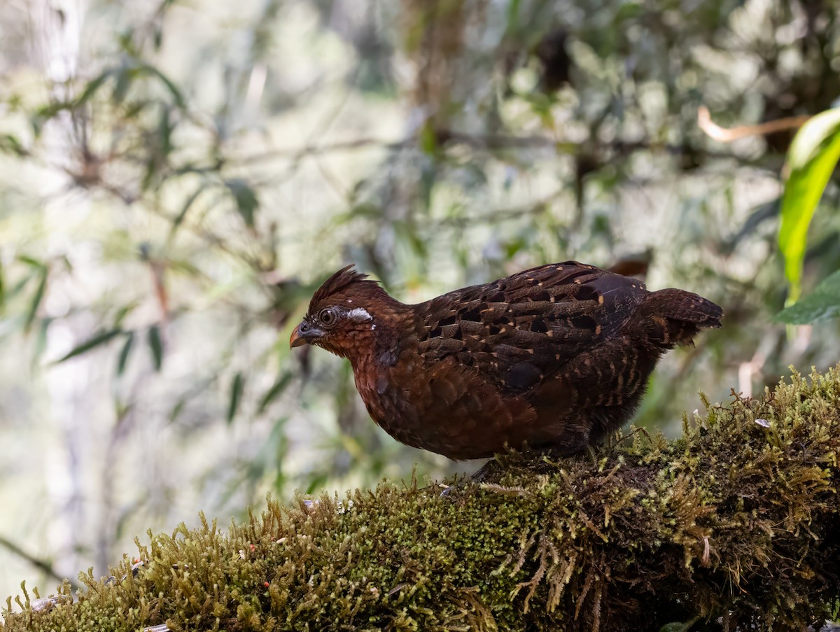 Chestnut Wood-Quail - ML646907184