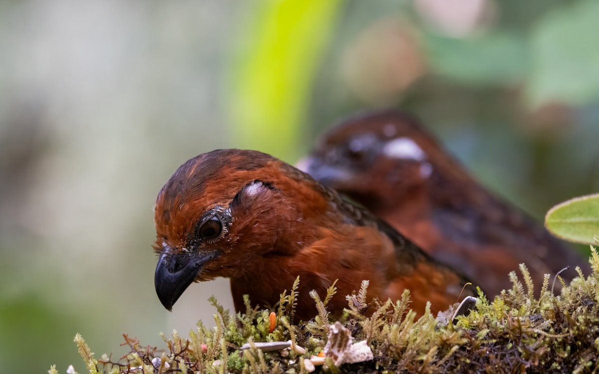 křepel kaštanový - ML646907185