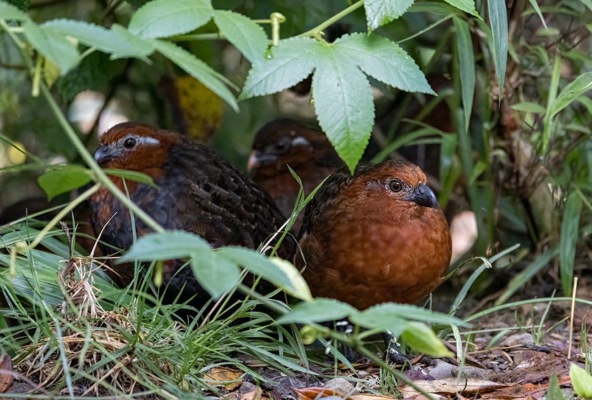 Chestnut Wood-Quail - ML646907186