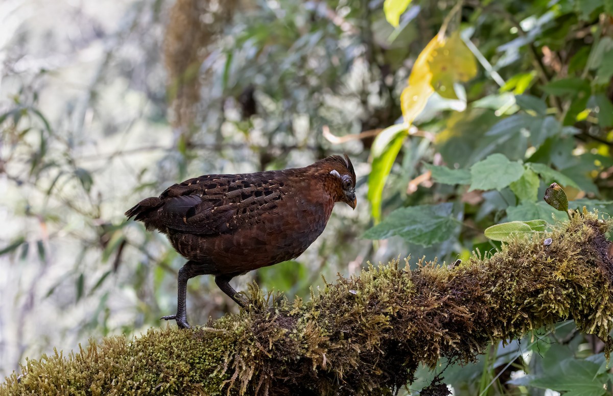 Chestnut Wood-Quail - ML646907187