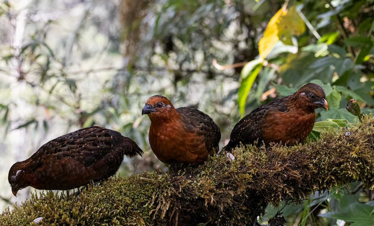 Chestnut Wood-Quail - ML646907188