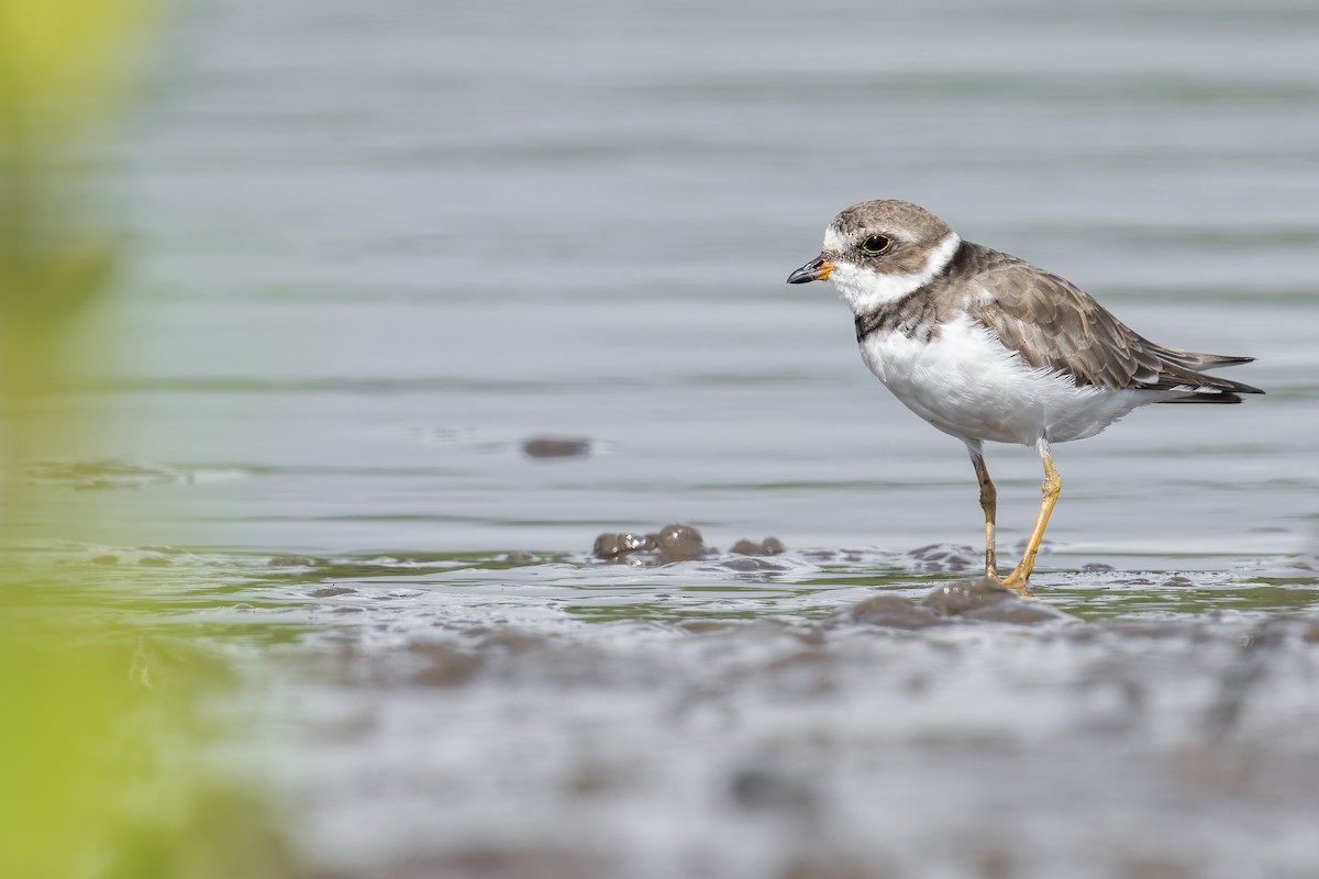 Semipalmated Plover - ML646907190