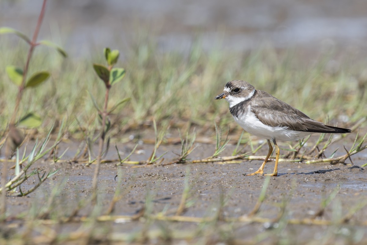Semipalmated Plover - ML646907191