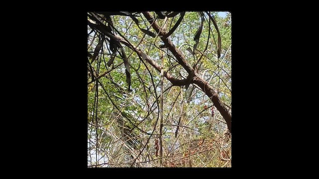 Blue-chinned Sapphire - ML646907192