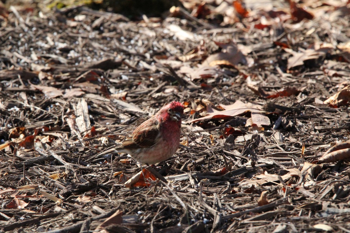 Purple Finch - ML646907198