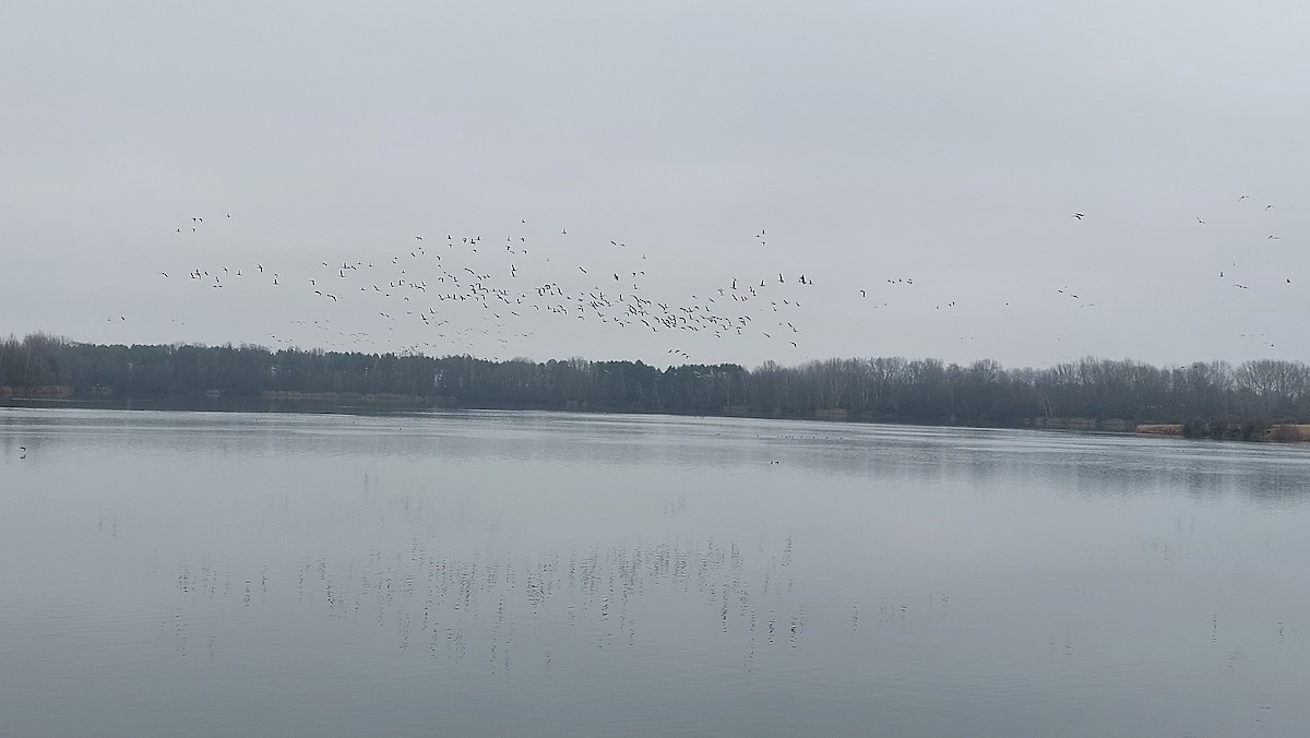 Antzara muturzuria - ML646907200