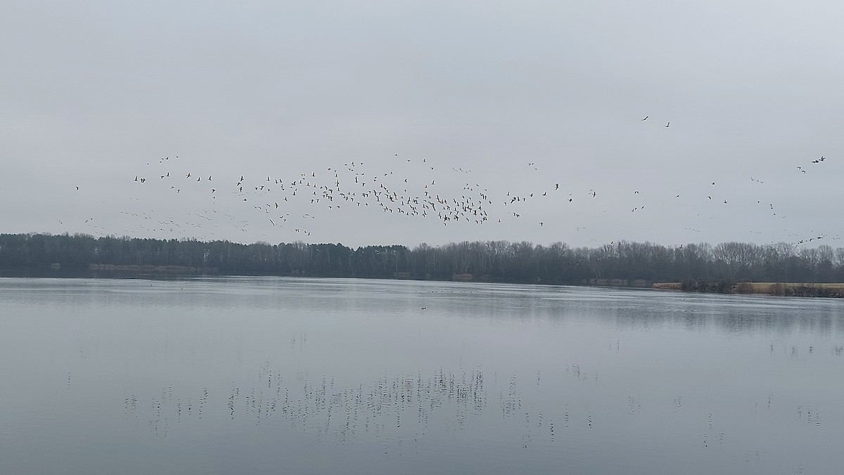 Antzara muturzuria - ML646907201