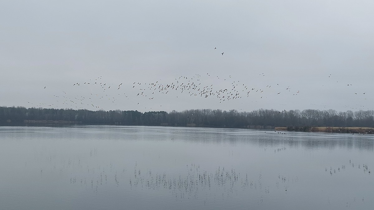 Antzara muturzuria - ML646907202