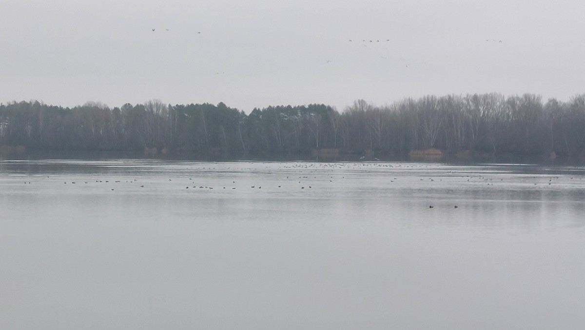 Antzara muturzuria - ML646907203