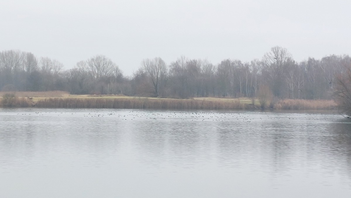 Antzara muturzuria - ML646907204