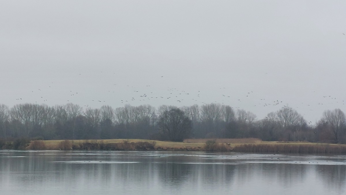 Antzara muturzuria - ML646907205