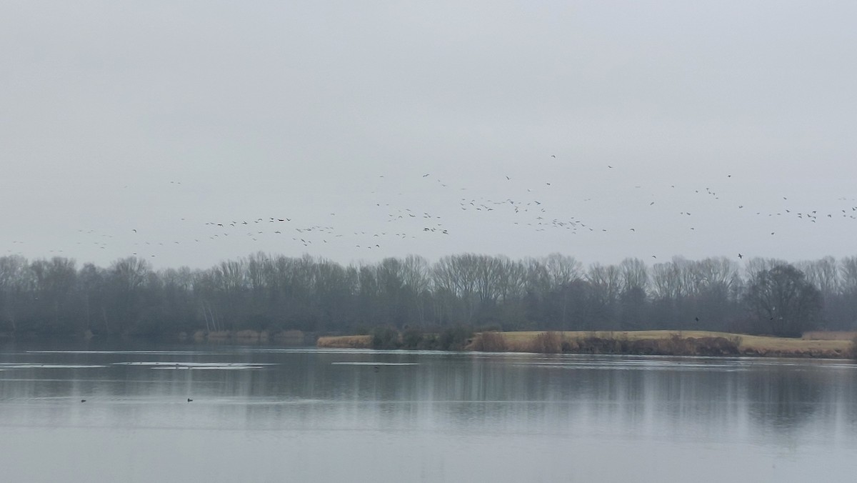 Antzara muturzuria - ML646907206