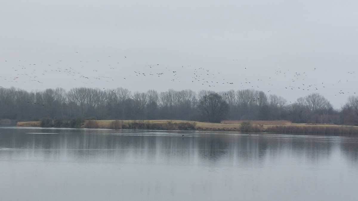 Antzara muturzuria - ML646907207