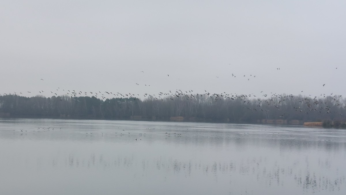 Antzara muturzuria - ML646907208