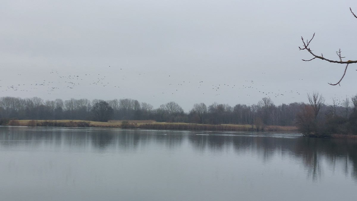 Antzara muturzuria - ML646907210