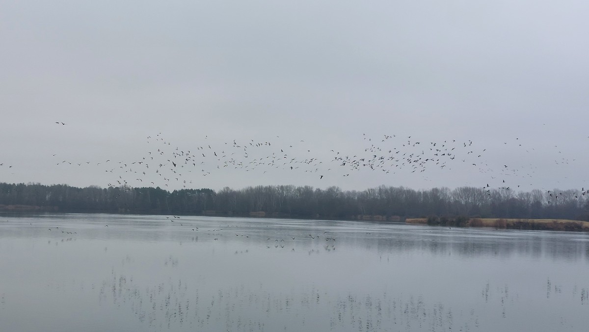 Antzara muturzuria - ML646907211