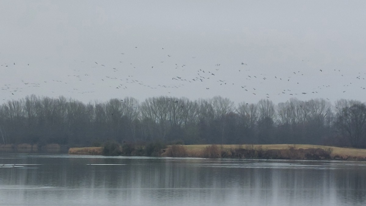 Antzara muturzuria - ML646907212