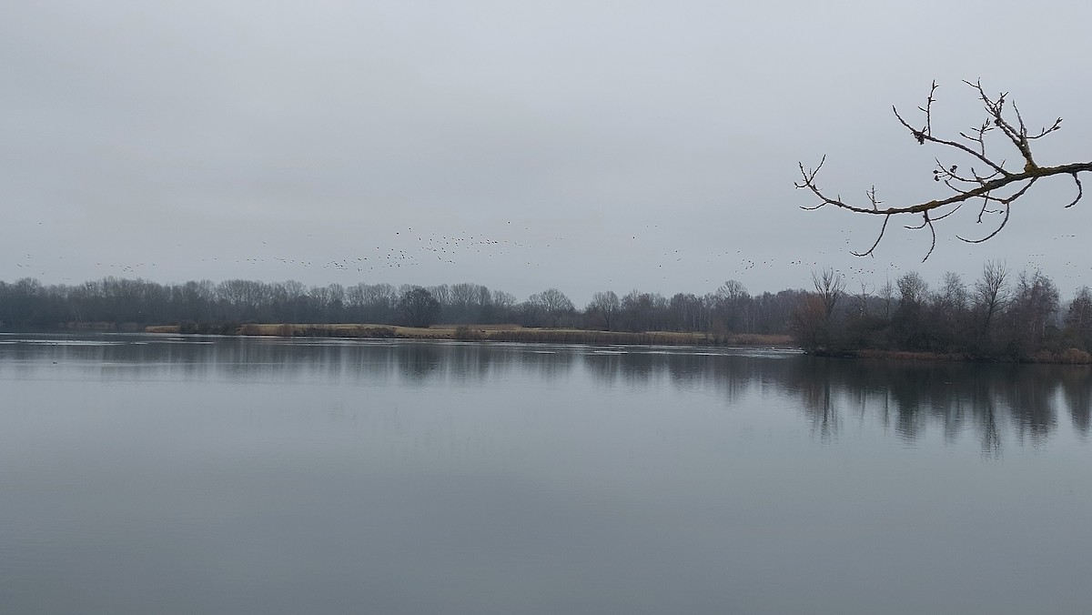 Antzara muturzuria - ML646907213