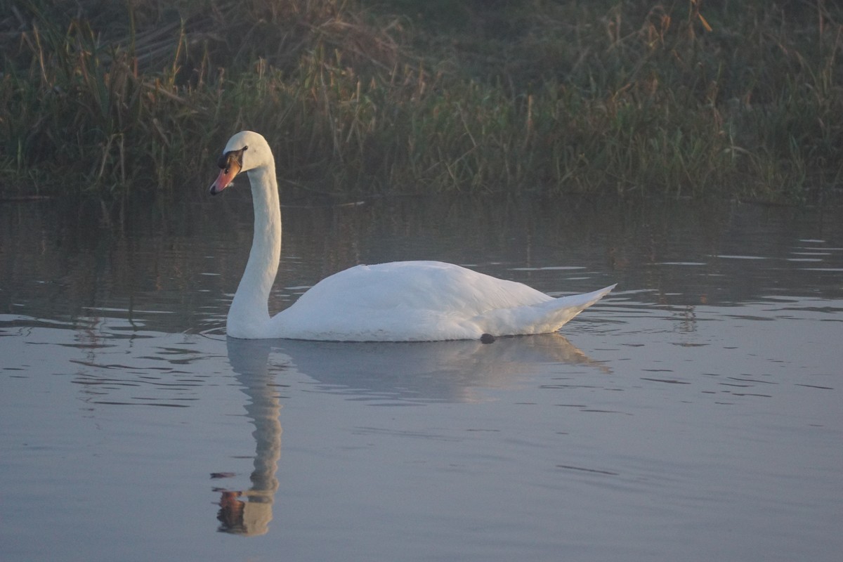 Cygne tuberculé - ML646907214
