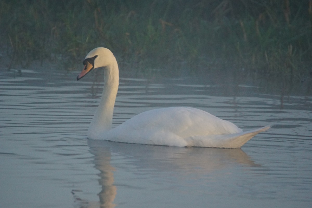 Cygne tuberculé - ML646907216