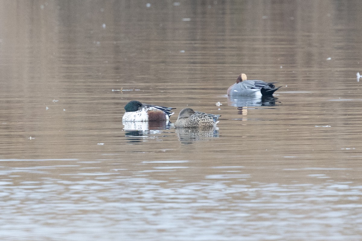 Northern Shoveler - ML646907217