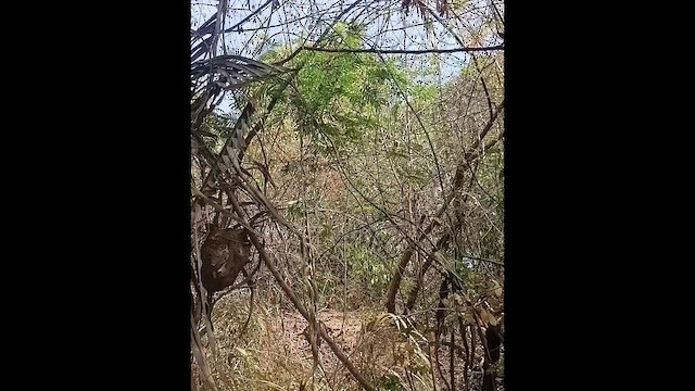 Blue-chinned Sapphire - ML646907219