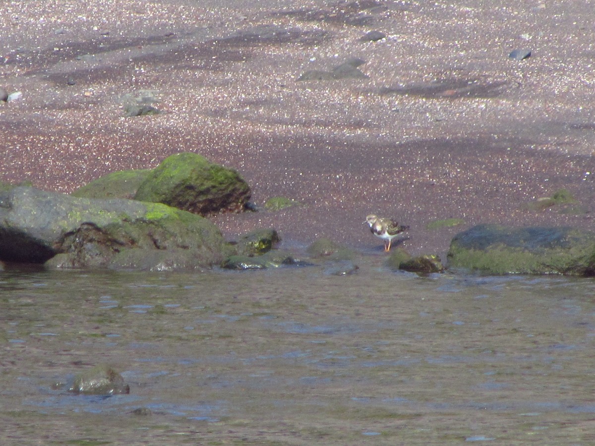 Ruddy Turnstone - ML646907220