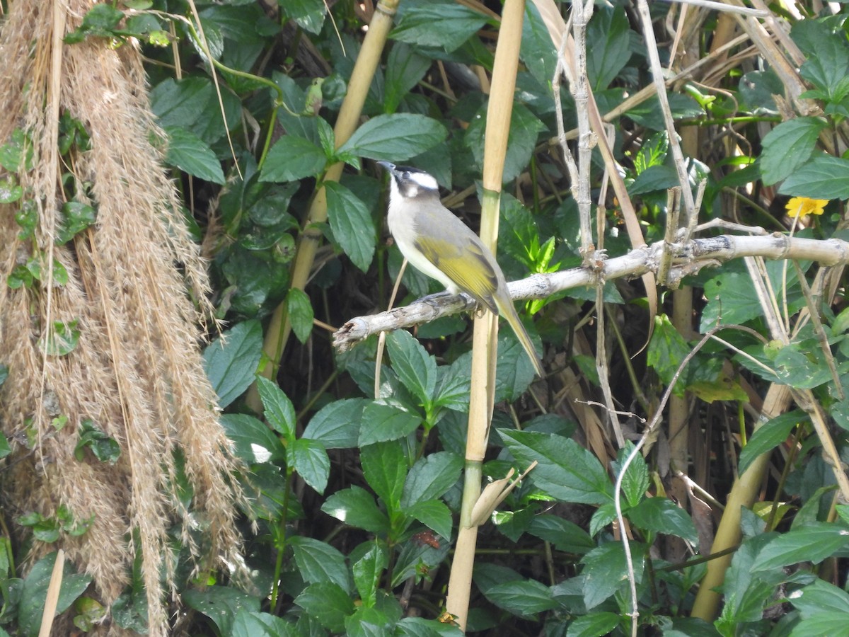 Нангиад бөлбөл - ML646907221