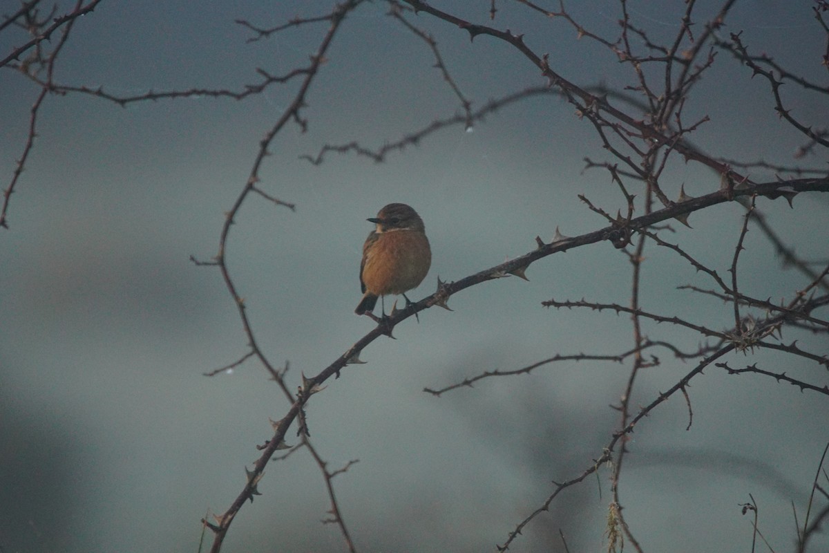 Tarier pâtre - ML646907222