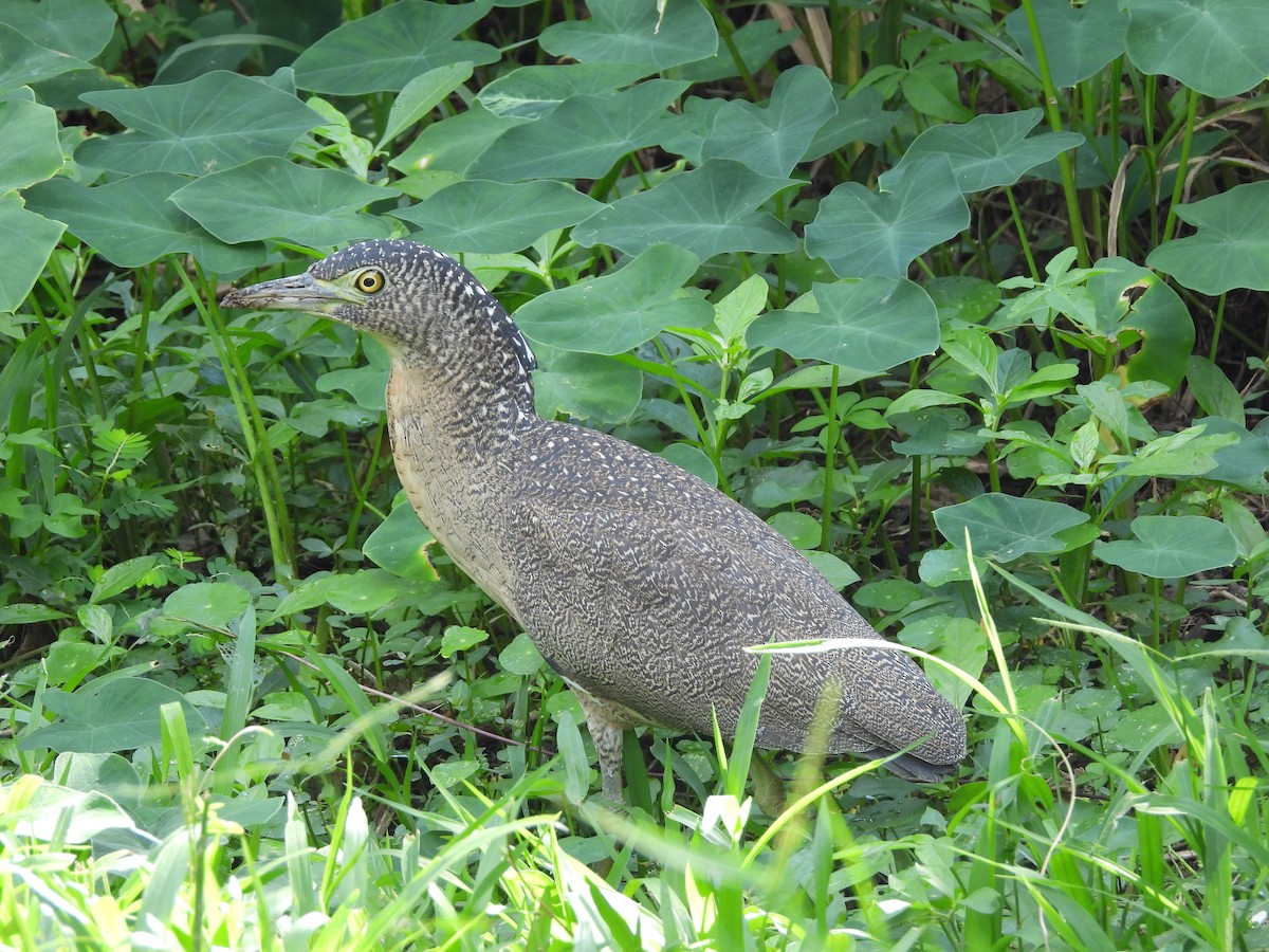 Malay Gece Balıkçılı - ML646907233