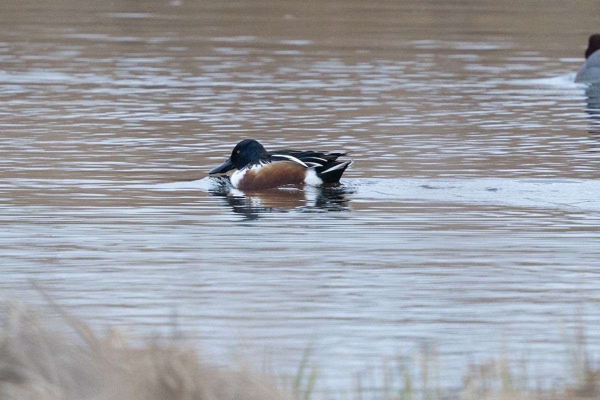 Northern Shoveler - ML646907236