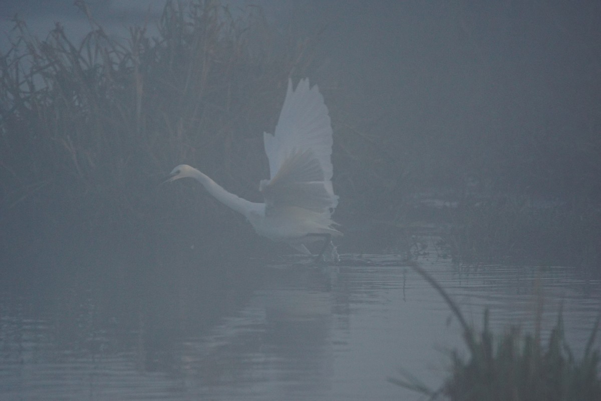 Aigrette garzette - ML646907237
