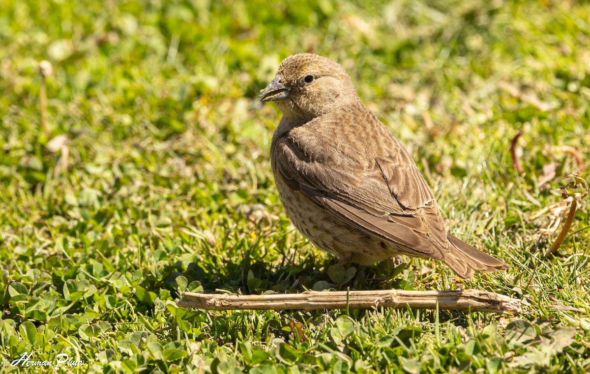 Shiny Cowbird - ML646907239