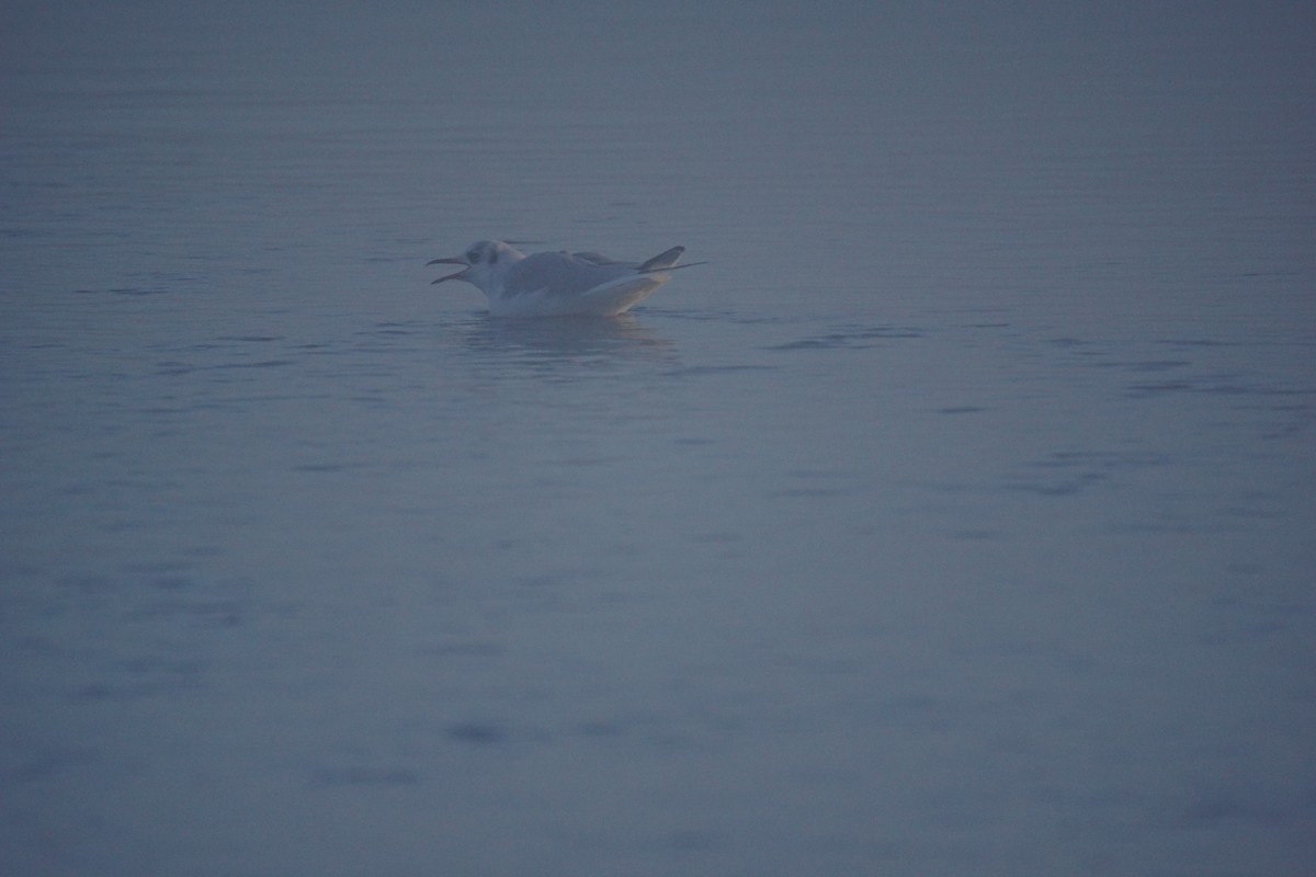 Mouette rieuse - ML646907240