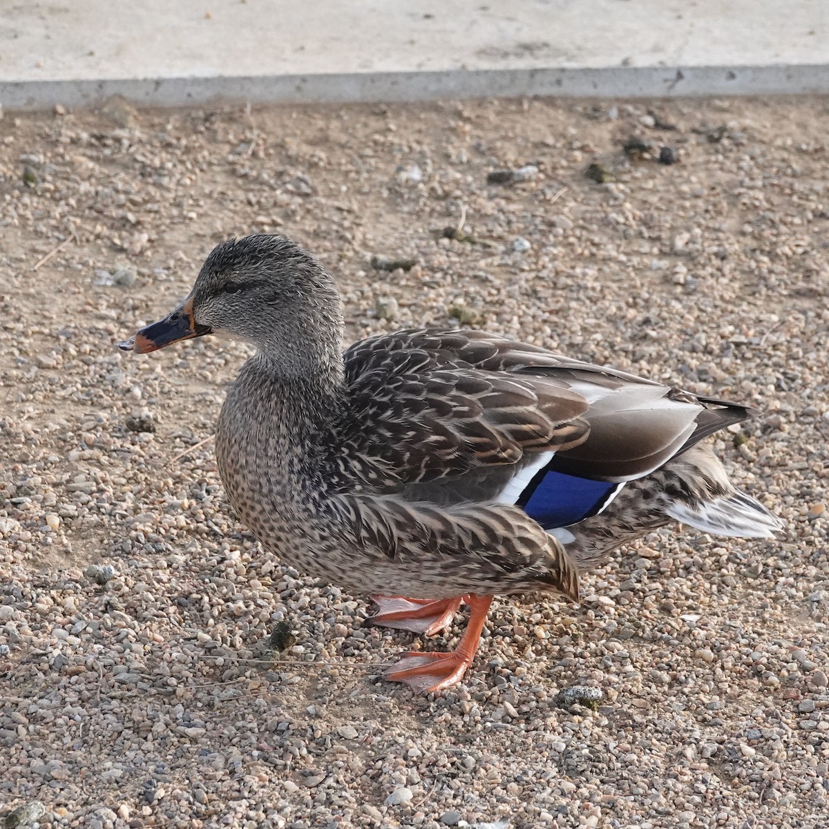 Stockente - ML646907241